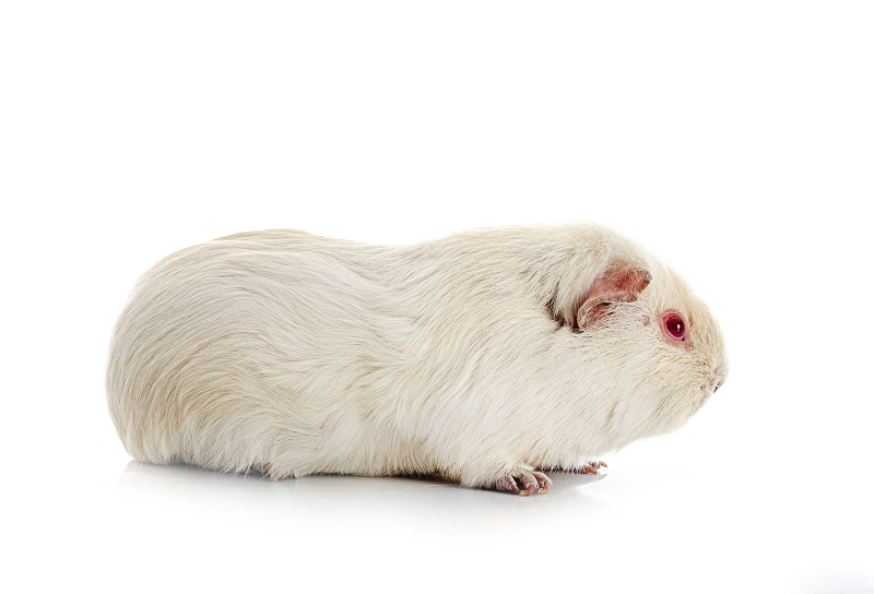 poils-lisses-du-cochon-dinde-upl-blanc-yeux-rouges