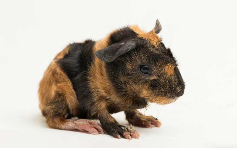 bebe-bringe