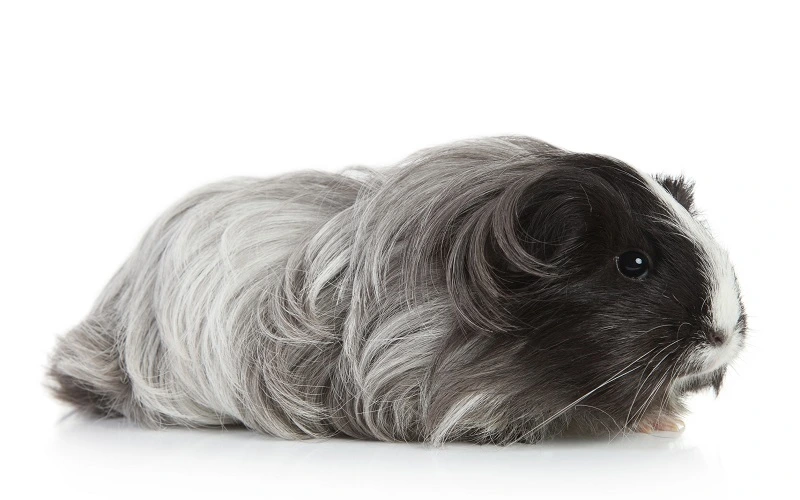 poils-longs-du-cochon-dinde-shelty