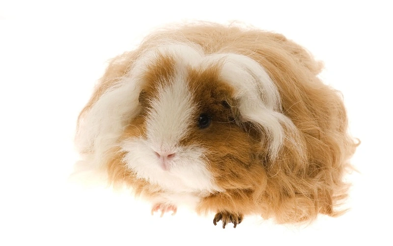 poilos-longs-du-cochon-dinde-merinos