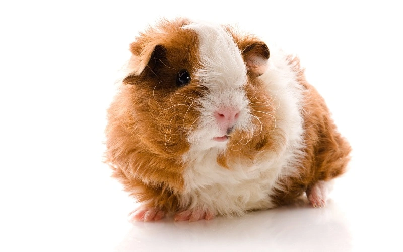 poils-longs-du-cochon-dinde-alpaga
