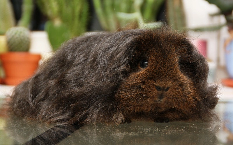 poils-longs-du-cochon-dinde-texel
