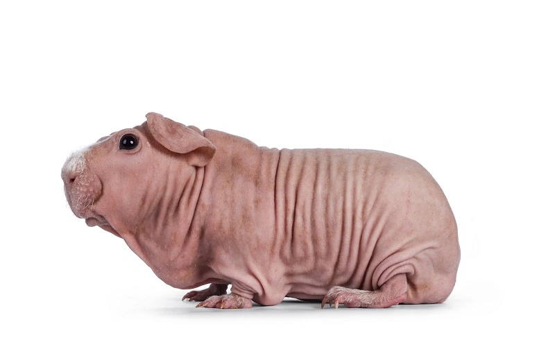 autres-poils-du-cochon-dinde-skinny-rose