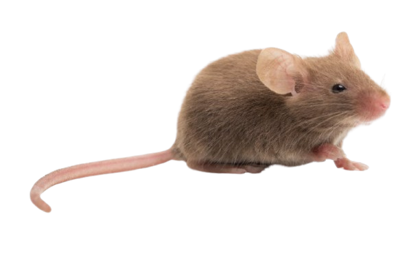 souris