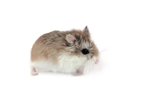 classification-du-hamster-hamster-de-roborovski