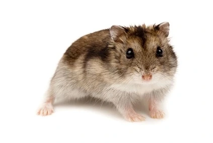 hamster-de-campbell