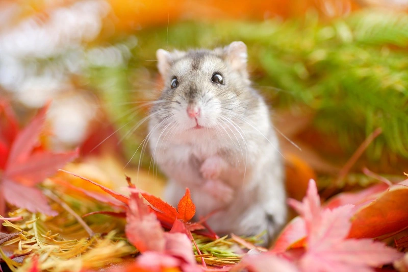 hamster