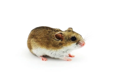 especes-du-hamster-hamster-de-chine