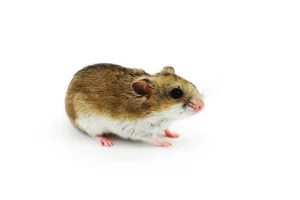 hamster-de-chine