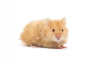 classification-du-hamster-hamster-dore