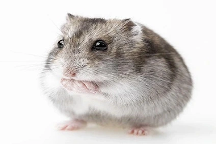 hamster-russe