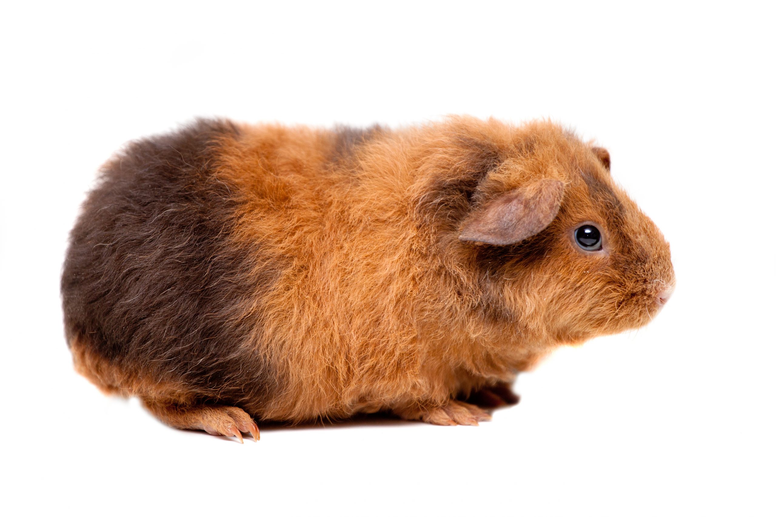 poils-du-cochon-dinde