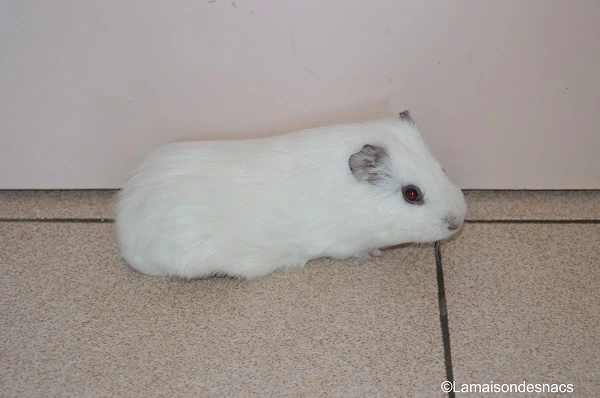 adolescent