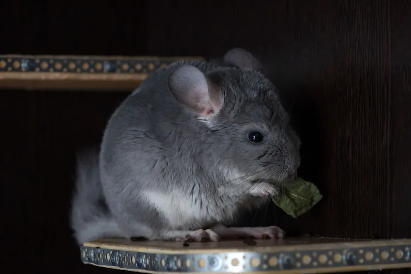 chinchilla-mange-feuilles-sechees