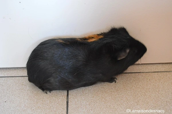 cochon-dinde-a-tous-les-ages-adulte