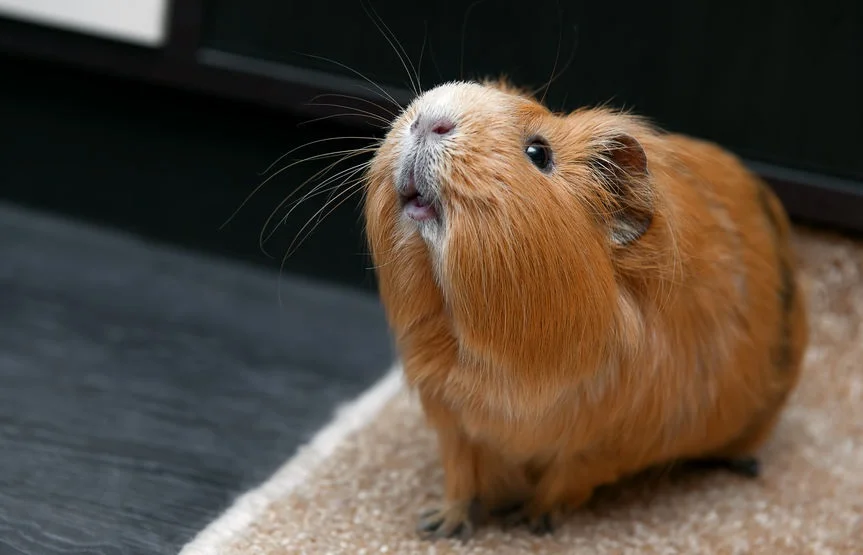 cochon-dinde-nez-en-lair