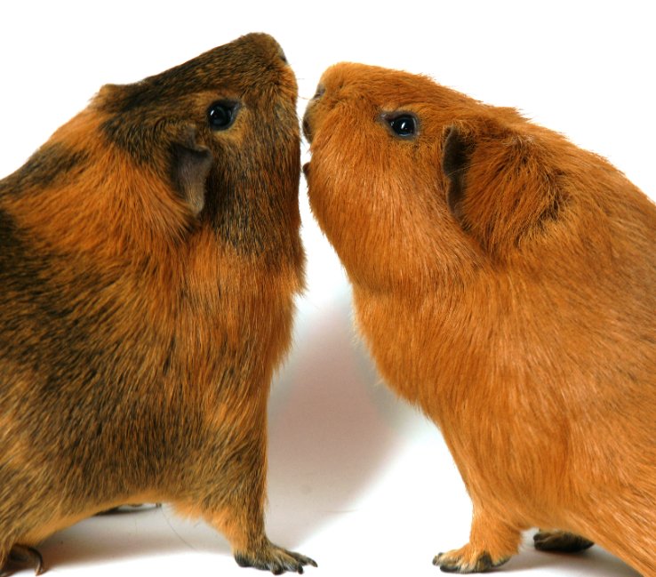 comportement-du-cochon-dinde-altercation