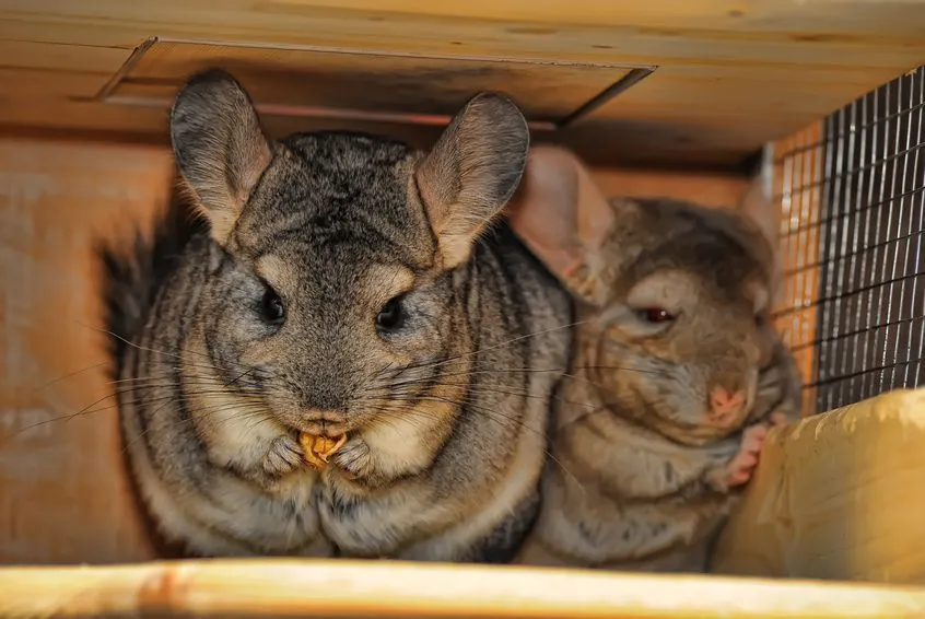 liste-des-aliments-pour-chinchilla-carotte