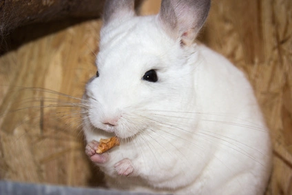liste-des-aliments-pour-chinchilla