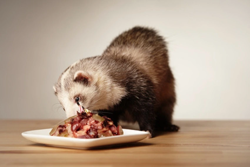 alimentation-du-furet-barf