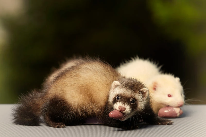 alimentation-du-furet-besoins-alimentaires