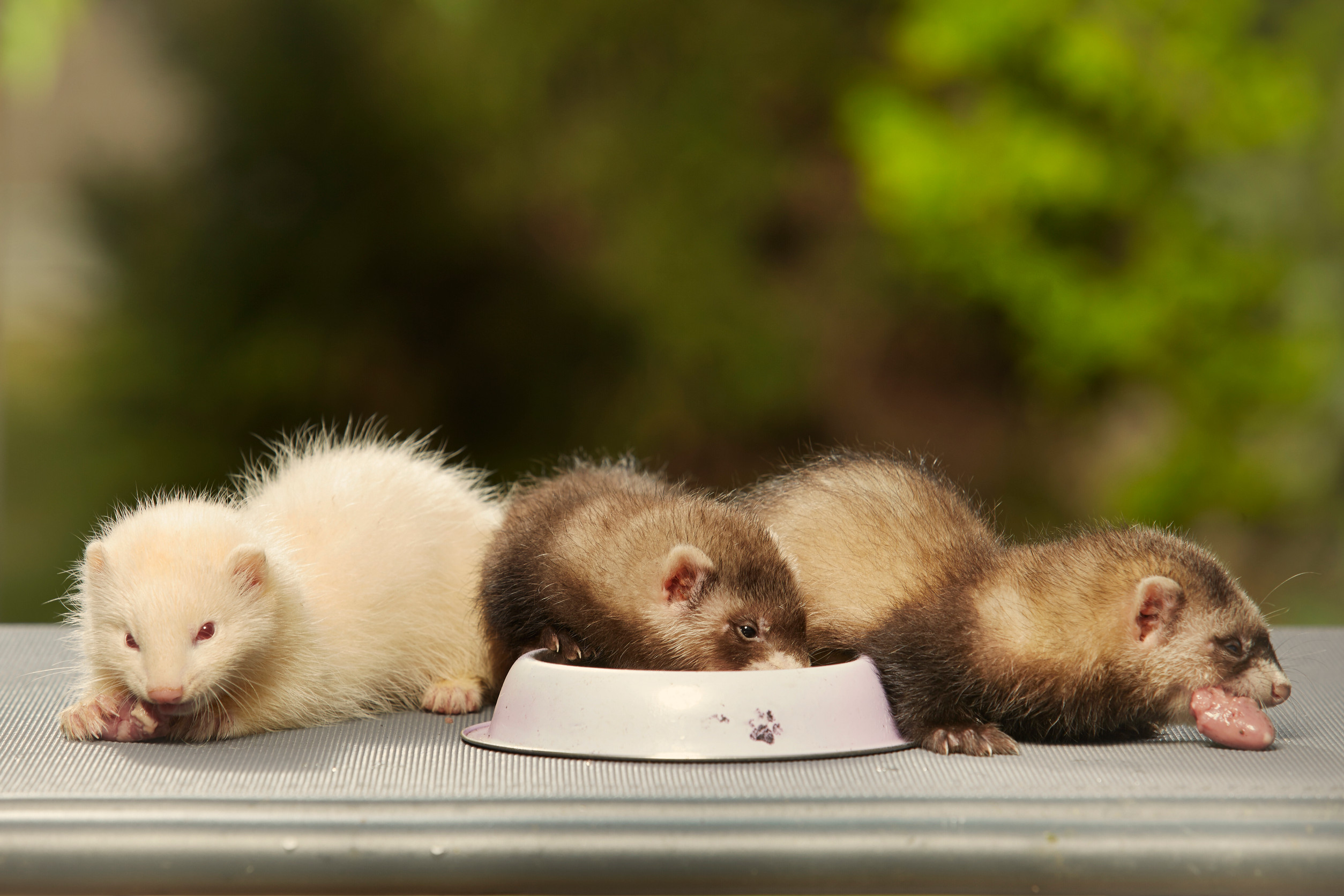 alimentation-du-furet
