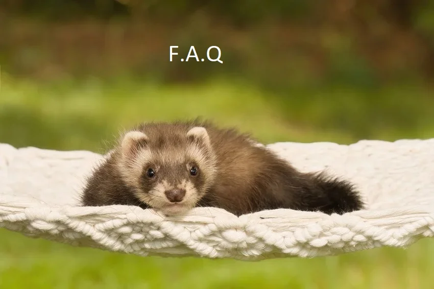 cage-du-furet-f-a-q