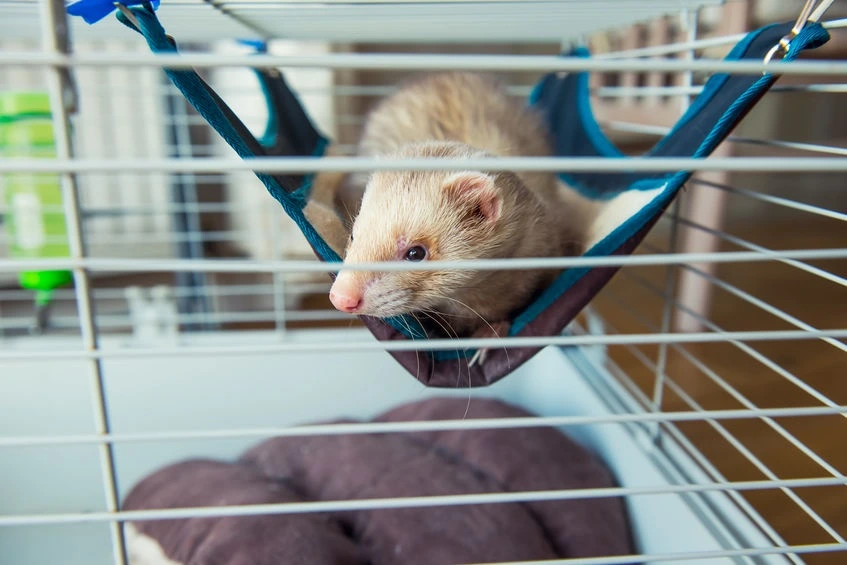 cage-du-furet