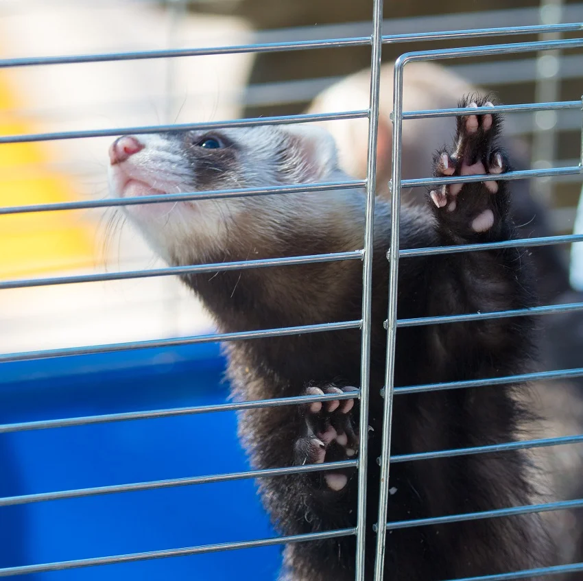 cage-furet