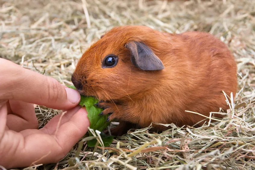 en-cas-de-morsure-mordillage-du-cochon-dinde
