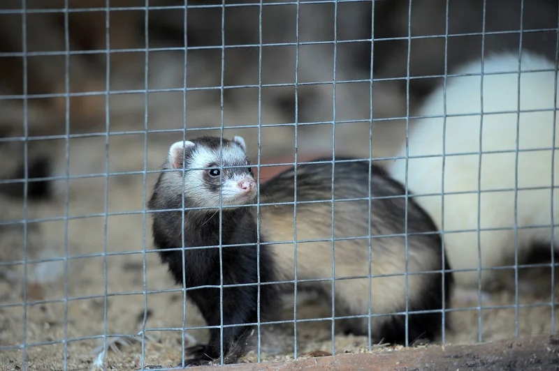 enclos-exterieur-cage-du-furet
