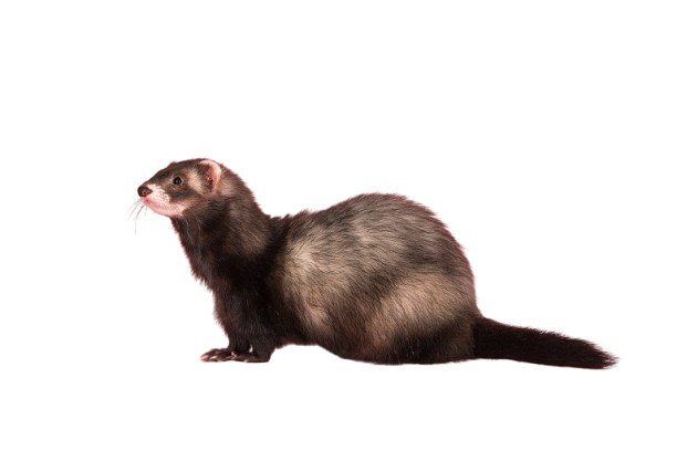 furet-standard