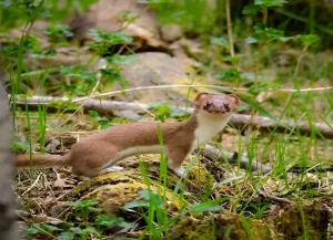 hermine-d-amerique-famille-du-furet
