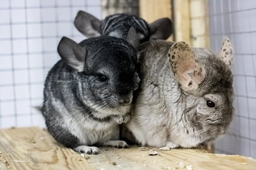 la-cage-du-chinchilla