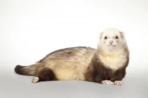 leger-masque-varietes-du-furet