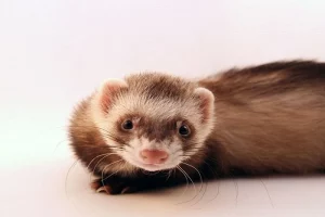 masque-en-v-varietes-du-furet