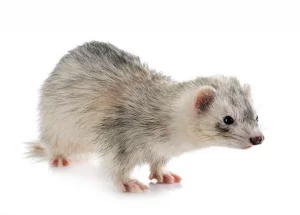 pelage long-varietes-du-furet