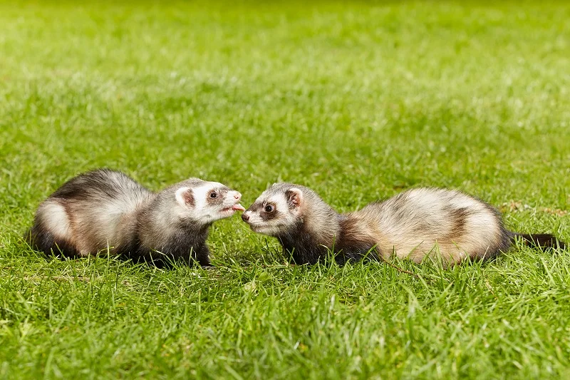 promenade-furet