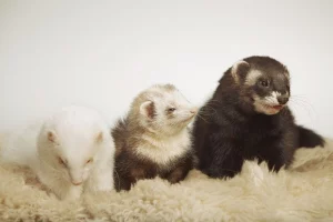 trois-masques-varietes-du-furet