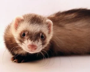 truffe-rose-varietes-du-furet