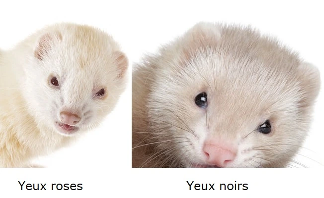 yeux-roses-yeux-noirs-varietes-du-furet