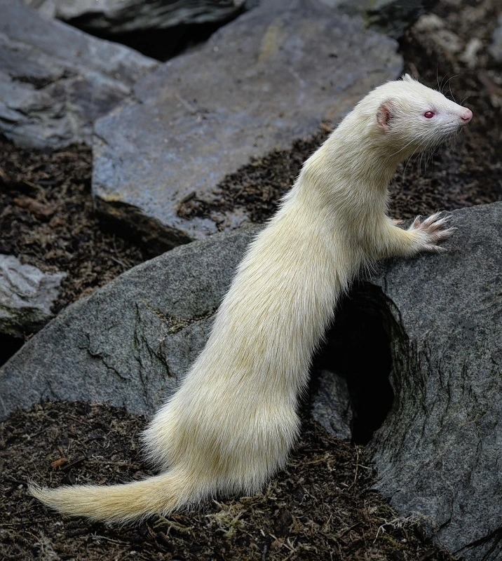 furet-a-la-chasse