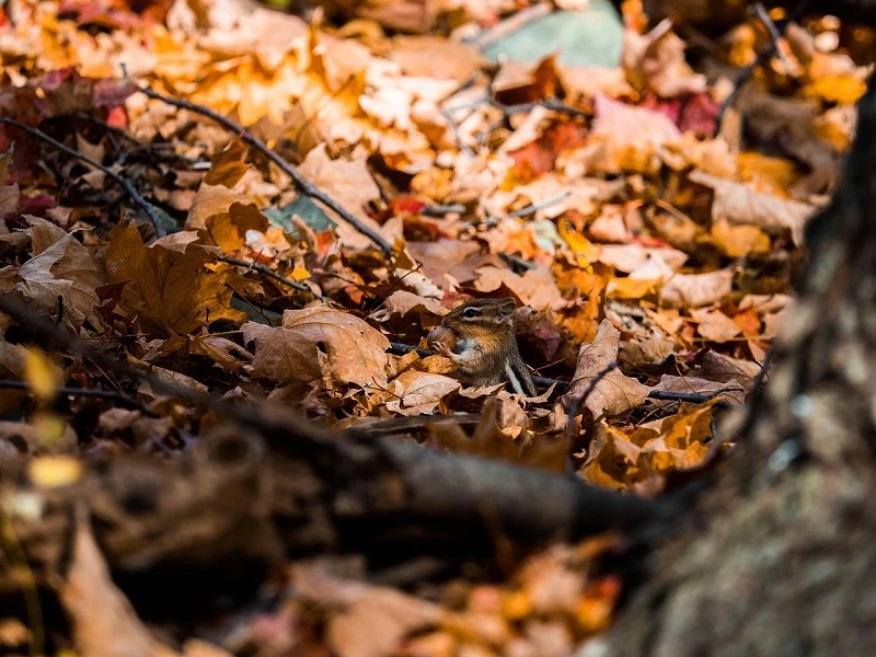 origine-de-lecureuil-de-coree-nourriture-sous-un-amas-de-feuilles