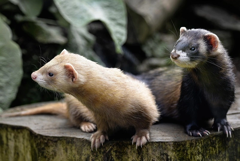 origine-du-furet