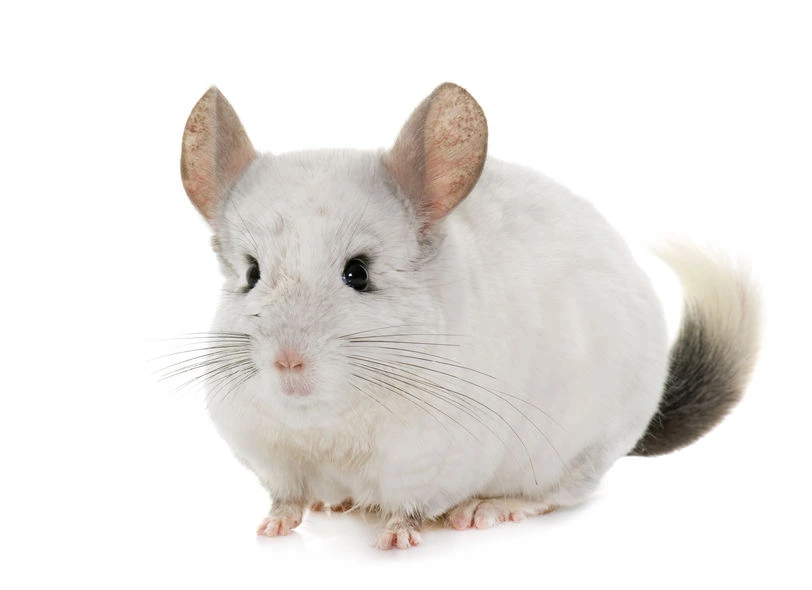 adulte-chinchilla-a-tous-les-ages