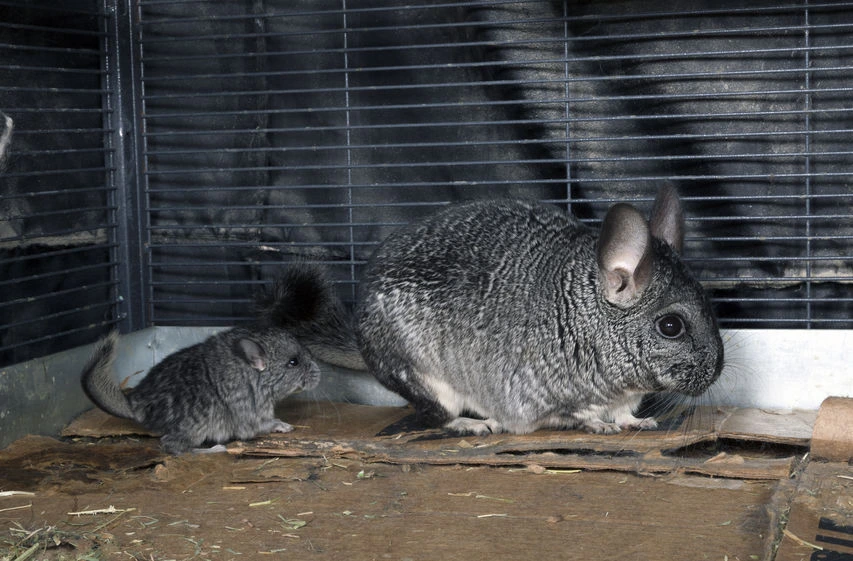 bebe-avec-sa-maman-chinchilla-a-tous-les-ages