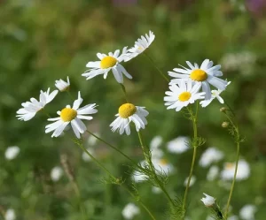 camomille-phytotherapie