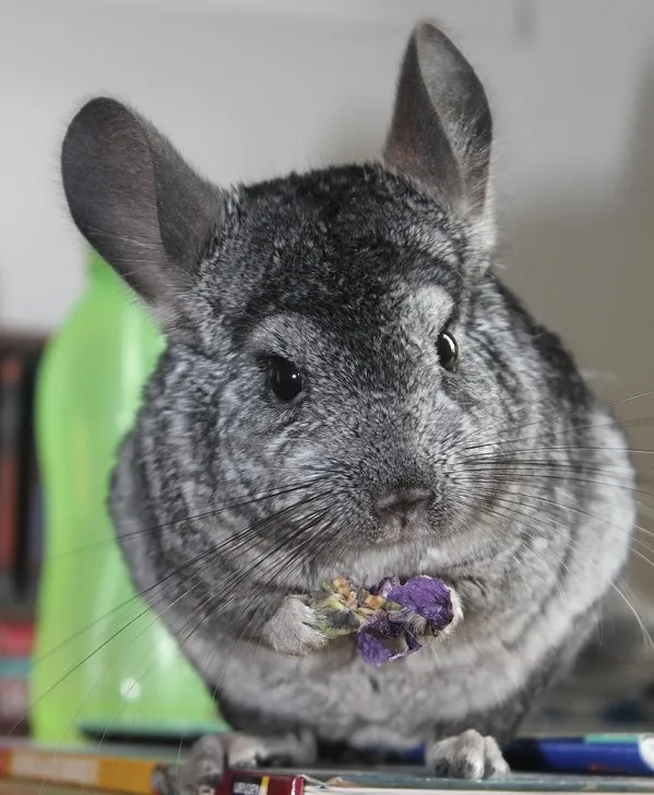 chinchilla-mange-lavande