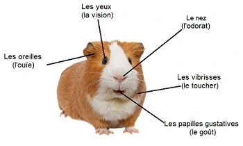 fonctions-sensorielles-anatomie-du-cochon-dinde