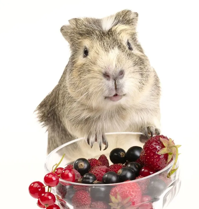 alimentation-du-cochon-d-inde-fruits